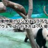 台湾動物園！パンダは？コアラは？珍しい生き物は？ロープウェイは？行き方は？入場料は？